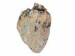 Tyrannosaur Tooth Fragment - Montana #71343-1